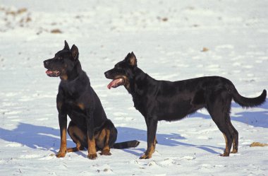 Kar üzerinde duran Beauceron Dog veya Beauce Sheepdog, (Eski Standard Breed with Cut Ears)   