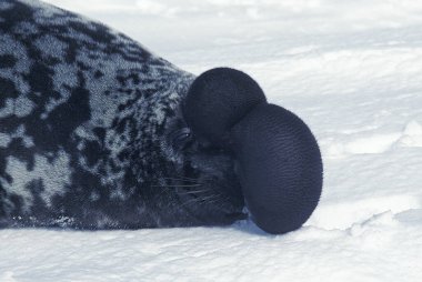 Kapüşonlu fok, cystophora cristata, Ice Floe üzerinde duran erkek kaput ve zar tehdit edildiğinde saldırganlık göstergesi ve üreme mevsimi boyunca Kanada 'nın Quebec kentindeki Magdalena Adası' nda uyarı olarak kullanılır.  