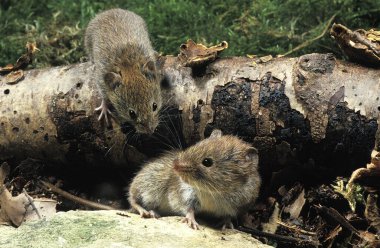 Bank Vole, clethrionomy Glareolus, Normandiya 