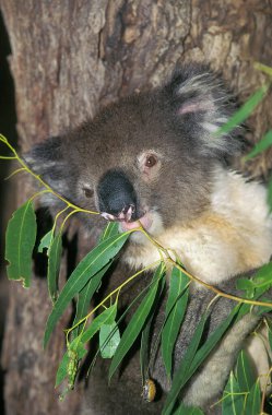 Koala, phascolarctos cinereus, okaliptüs yaprakları yiyor.  