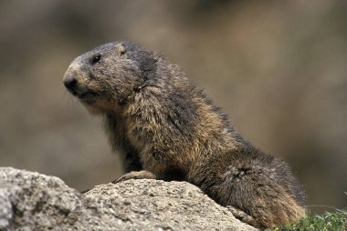Alpine Marmot, marmota marmota, Fransa 'nın güneydoğusunda Alp Dağları' nda dikilen yetişkin.  