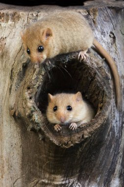 Fındık faresi, muskardinus avellanarius, Yuva girişinde duran çift, Normandiya  