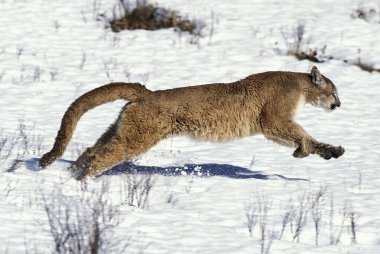 Cougar, puma concolor, Snow, Montana, Montana 'da koşan yetişkin.  