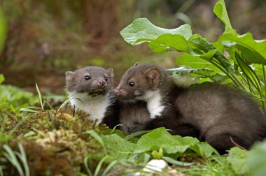 Young Stone Marten veya Beech Marten, martes foina, Normandiya  