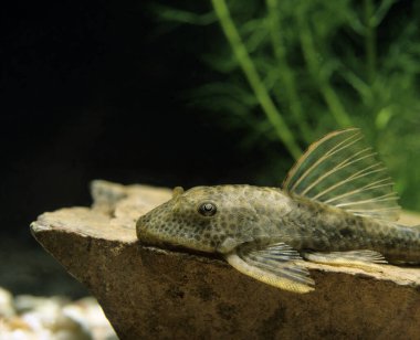 Yaygın Pleco, hipostomus punctatus 