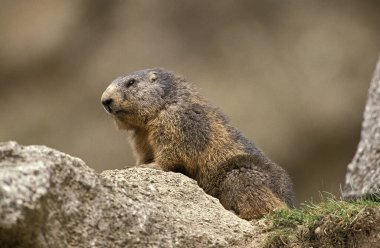 Alpine Marmot, marmota marmota, Fransa 'nın güneydoğusunda Alp Dağları' nda dikilen yetişkin.  