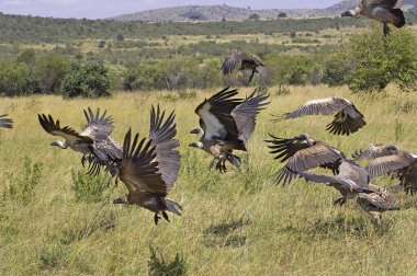 Afrika Beyaz Destekli Akbaba, Kenya 'daki Masai Mara' da Afrikalı akbabalar.  