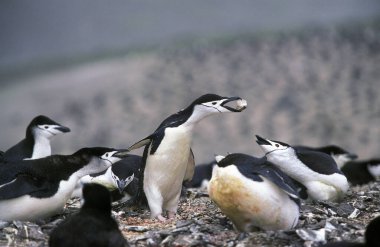 Chinstrap Penguen, pygoscelis antarctican, Erkek dişi Antarktika 'ya taş veriyor.  