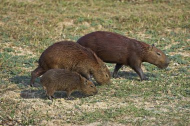 Capybara, hydrochoerus hydrochaeris, Los Lianos Venezuela 'da  