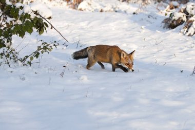 Kızıl Tilki, Vulpes vulpes, Karda duran yetişkin, Normandiya  