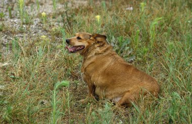 Obez Kadın Çimende Oturuyor  