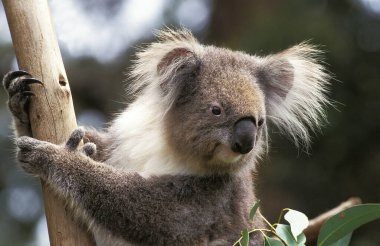 Koala,  phascolarctos cinereus, Portrait of Adult   clipart