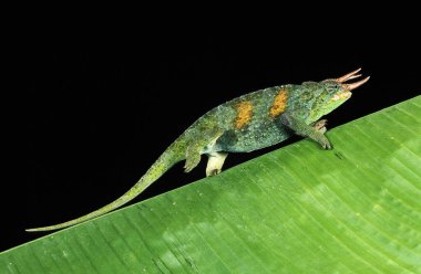 Jackson 's Chameleon, Chamaeleo Jacksoni, Büyük Yaprak üzerinde yürüyen Erkek 