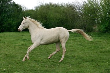 Akhal Teke, Türkmenistan 'dan Bir At  