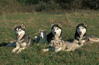 Sibirya Husky Köpeği, Çimlerde yatan Yavru Anneler  