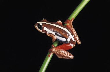 Kurbağa, afrixalus sp., doğal arka plan