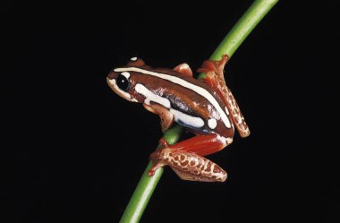 Frog,  afrixalus  sp., natural background clipart