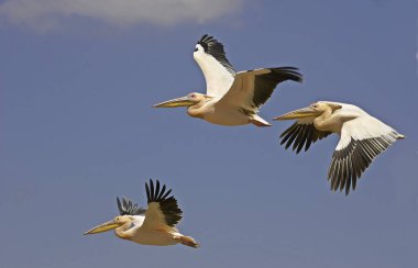 Kenya 'daki Nakuru Gölü' nde Büyük Beyaz Pelikan Pelecanus onocrotalus  