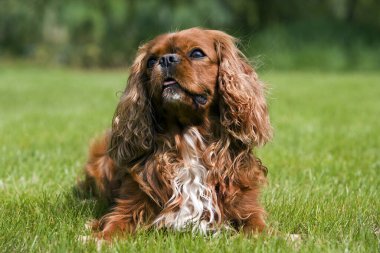Şövalye Kral Charles Spaniel, Erkek çimlerin üzerinde yatıyor  