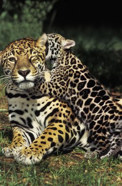Jaguar, Panthera onca, Anne ve Yavru Oyun  