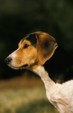 Köpek portresi, doğal arka plan