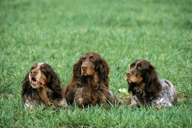 Picardy Spaniel Köpeği, bir Fransız cins, çimlerin üzerinde yatıyor.  