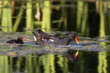 Common Moorhen or European Moorhen, gallinula chloropus, Adult and Chick, Pond in Normandy  clipart