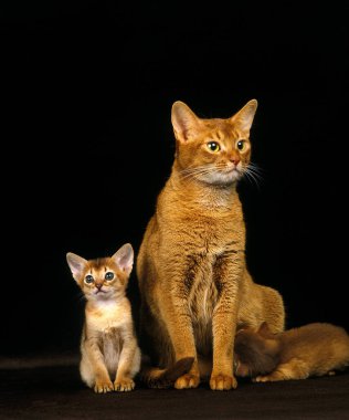 Kızıl Habeşli Evcil Kedi, Anne ve Yavrular Emziriyor  