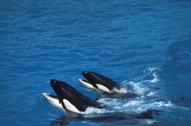 Katil Balina, Orcinus Orca, Baş Anne ve Buzağı yüzeye çıkıyor.  