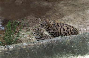 Black-footed Cat, felis nigripes, Mother and Cub   clipart