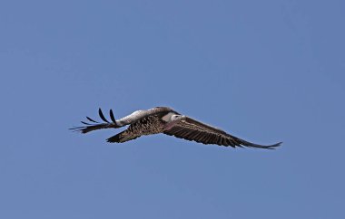 Ruppell 'in Akbabası, Gyps Ruppellii, Blue Sky' a karşı Uçan Yetişkin, Kenya   