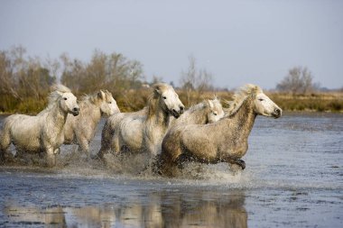 Camargue At Saintes Marie De La Mer Güney Fransa  