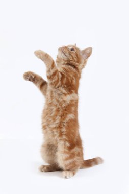 Kırmızı Tekir Ev Kedisi, Kedicik Beyaz Arkaplan 'a karşı oynuyor  