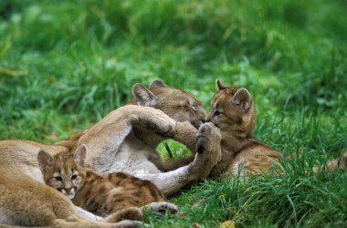 Cougar, puma concolor, Mother and Cub 