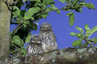 Küçük Baykuş, Athene Noctua, Young Branch, Normandiya 'da duruyor.  