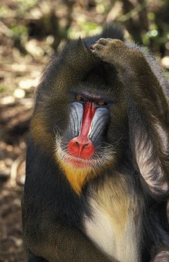 Mandrill,   mandrillus sphinx, Portrait of Male, Scratching Head   clipart