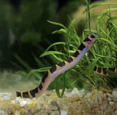 Kuhli Loach, pangio kuhli  