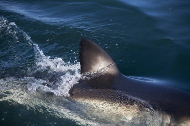 Büyük Beyaz Köpekbalığı Fin, carcharodon carcharias, Güney Afrika 'da False Bay  