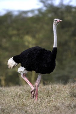Devekuşu, struthio camelus, erkek, Kenya 'daki Masai Mara Parkı  