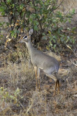 Kirk 's Dik Dik Dik, Madoqua Kirkii, Masai Mara Park, Kenya 