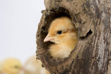 Hatunlar Beyaz Arkaplana Karşı  