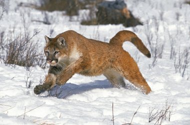 Puma, puma concolor, Karda koşan yetişkin.  