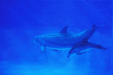 Şişe Burunlu Yunus, Tursiops Truncatus, Anne ve Dana  