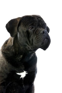 Cane Corso, italyadan bir köpek cini, köpeğin portresi beyazlara karşı.  