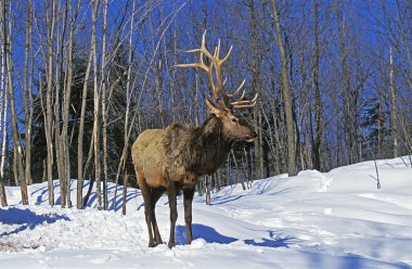 Rocky Mountain Geyiği ya da Rocky Mountain Wapiti, cervus canadensis nelsoni, Geyik Snow 'da duruyor, Yellowstone Park Wyoming' de.  