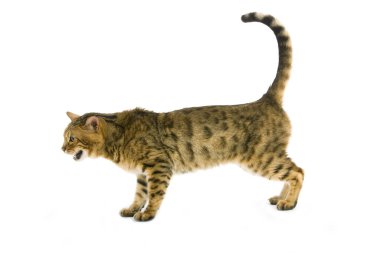 Kahverengi benekli Bengal evcil kedisi Beyaz arka plana karşı miyavlıyor  