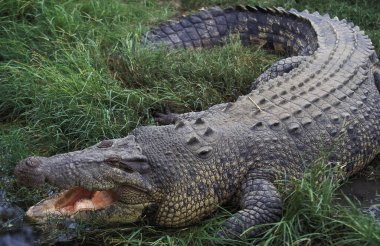 Avustralya tuzlu su timsahı veya Estuarine timsahı, timsah porosusu, Ağzı Açık Yetişkin Vücut Sıcaklığı Düzenleyici Vücut Sıcaklığı, Avustralya  