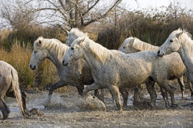 Camargue Atı, Herd Bataklık 'ta yürüyor, Saintes Maries de la Mer Fransa' nın güneydoğusunda  