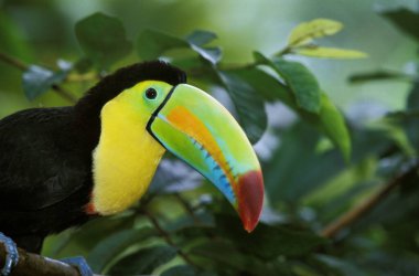 Keel-Billed Toucan, ramphastos sulfuratus, Costa Rica   clipart