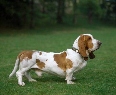 Basset Hound Dog, doğal arka plan.